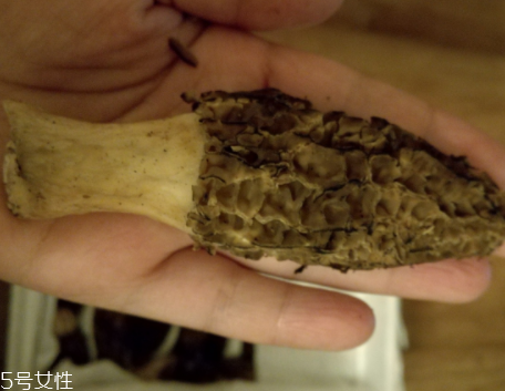 羊肚菌是怎么長出來的？