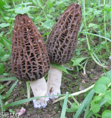 羊肚菌是發(fā)物嗎？羊肚菌屬于發(fā)物嗎？