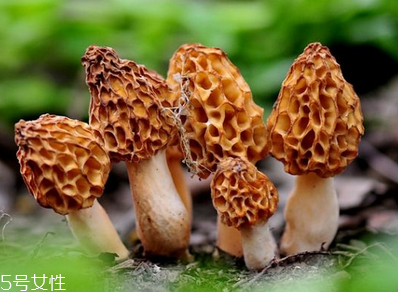 羊肚菌是發(fā)物嗎？羊肚菌屬于發(fā)物嗎？