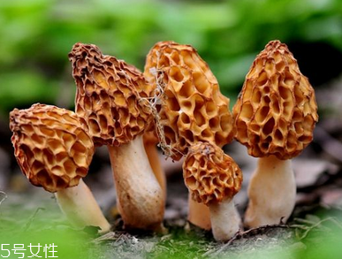 羊肚菌是什么顏色？羊肚菌是什么樣的