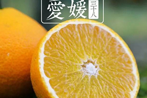 愛媛38號是橙子還是橘子？愛媛38號適合哪里種植？