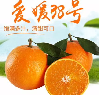 愛媛38號是橙子還是橘子？愛媛38號適合哪里種植？