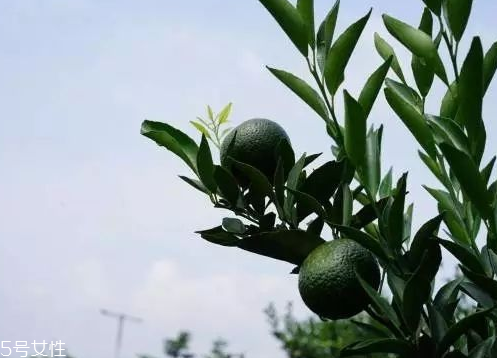 小青柑會發(fā)霉嗎？小青柑如何保存？