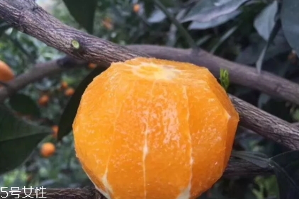 倫晚臍橙口感是酸的還是甜的？倫晚臍橙好吃嗎