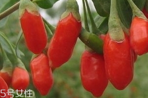 寧夏枸杞子多少錢一斤？寧夏枸杞價格