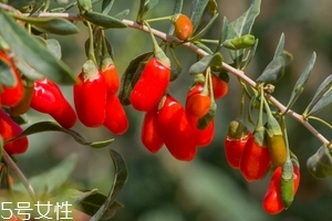 枸杞是發(fā)物嗎？枸杞屬于發(fā)物嗎？