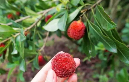 東魁楊梅好吃嗎？東魁楊梅為什么這么火