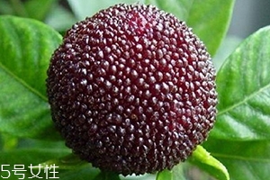 烏酥楊梅多少錢一斤？烏酥楊梅好吃嗎