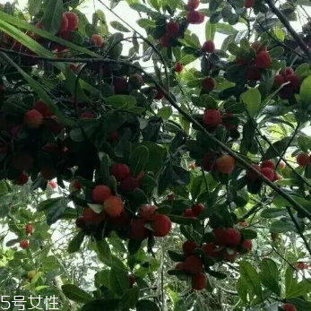 烏酥楊梅多少錢(qián)一斤？烏酥楊梅好吃嗎