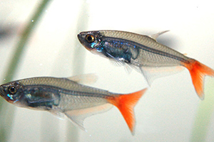 紅尾魚(yú)怎么做好吃？紅尾魚(yú)的做法大全