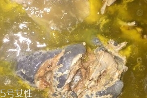 烏骨雞是烏雞嗎？烏骨雞是什么雞？
