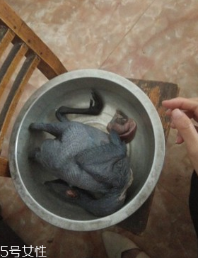烏骨雞是烏雞嗎？烏骨雞是什么雞？