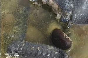 烏雞是發(fā)物嗎？烏雞屬于發(fā)物嗎？