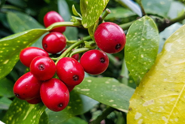 蔓越莓膠囊可以長(zhǎng)期吃嗎？蔓越莓膠囊長(zhǎng)期吃的危害