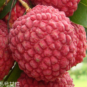 荔枝的品種 荔枝有哪些種類？