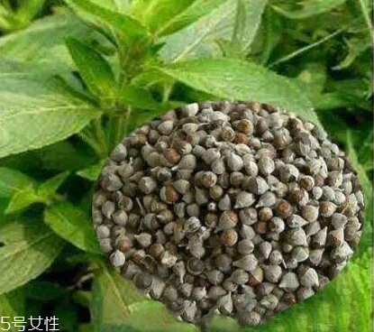 圣潔莓可以長期吃嗎？長期圣潔莓好嗎？