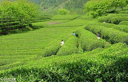日照綠茶哪個(gè)牌子好？日照綠茶怎么辨別好壞