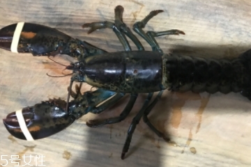 波士頓龍蝦是淡水的嗎？波士頓龍蝦是海里的嗎？