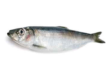 青魚是淡水魚還是海魚？青魚是淡水魚嗎？