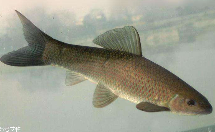 青魚(yú)是淡水魚(yú)還是海魚(yú)？青魚(yú)是淡水魚(yú)嗎？