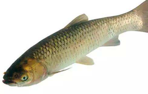 青魚(yú)是淡水魚(yú)還是海魚(yú)？青魚(yú)是淡水魚(yú)嗎？