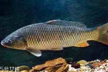 青魚(yú)是發(fā)物嗎？吃青魚(yú)會(huì)過(guò)敏嗎？