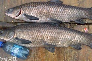 青魚(yú)是發(fā)物嗎？吃青魚(yú)會(huì)過(guò)敏嗎？