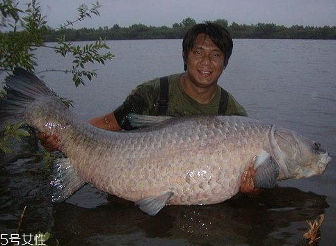 青魚能做魚干嗎？青魚怎么做成魚干？