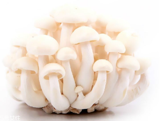 白玉菇和海鮮菇的區(qū)別 白玉菇和海鮮菇是一樣的嗎？