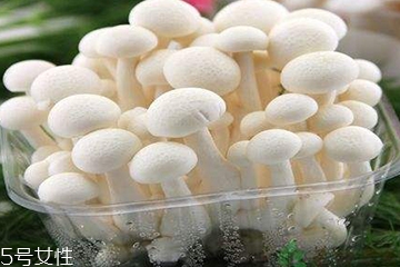 白玉菇為什么是苦的？白玉菇怎么會(huì)苦？