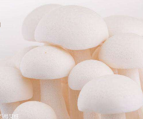 白玉菇的吃法 白玉菇能燉雞嗎？