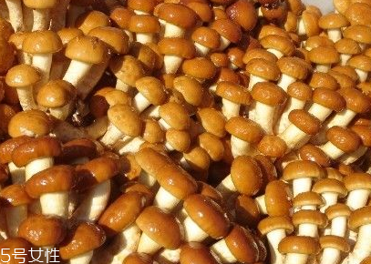 滑子菇的功效 滑子菇有什么作用？