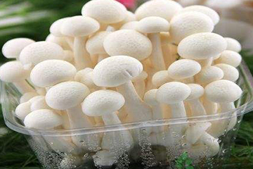 白玉菇為什么是苦的？白玉菇怎么會苦？
