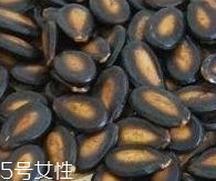 西瓜子的宜忌人群 西瓜子不是適合哪些人吃？