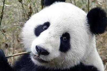 激光去黑眼圈多久恢復(fù)？激光除黑眼圈多久見效