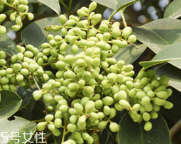 女貞子怎么保存？女貞子怎么保存最好？