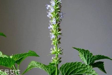 藿香是發(fā)物嗎？皮膚過敏的人能吃藿香嗎？