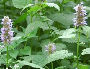 藿香是發(fā)物嗎？皮膚過敏的人能吃藿香嗎？