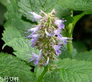 藿香是涼性還是熱性？藿香是熱性嗎？