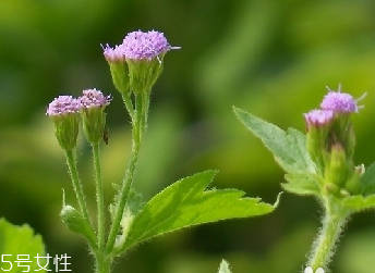 藿香和麝香是一樣嗎？藿香和麝香的區(qū)別