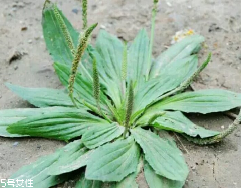 車前草怎么吃？車前草怎么做好吃？