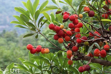 梅花是發(fā)物嗎？皮膚過敏的人能喝梅花茶嗎？