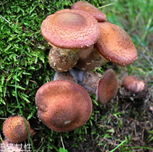 榛蘑的好處 榛蘑對人有什么益處？