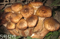 榛蘑的好處 榛蘑對人有什么益處？