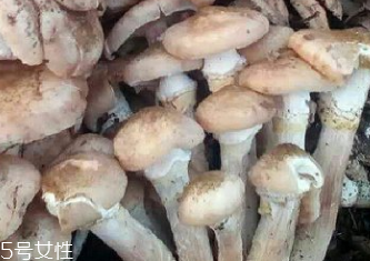 榛蘑是蘑菇嗎？榛蘑是什么蘑菇？