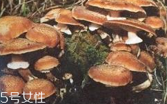 榛蘑是蘑菇嗎？榛蘑是什么蘑菇？