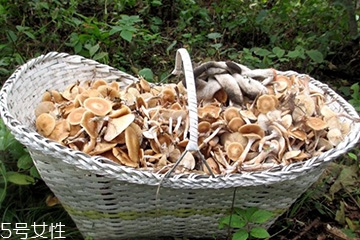 榛蘑的顏色 榛蘑是什么顏色的？