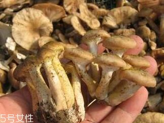 榛蘑和香菇能一起吃嗎？