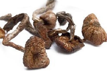 榛蘑能保存多久？干榛蘑怎么保存最好？