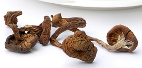 榛蘑可以煲鴨肉嗎？榛蘑可以煲鴨肉